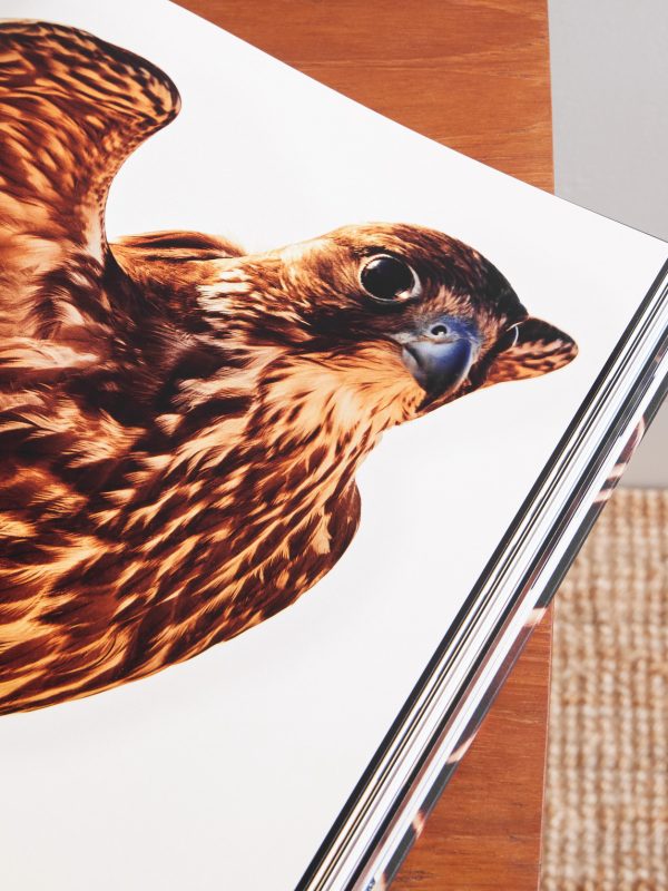 Falcons from Saudi Arabia Hardcover Book - E3 Falcons from Saudi Arabia Hardcover Book - E3