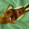 Sealife Jacquard-Knit Cashmere-Blend Sweater - E1 Sealife Jacquard-Knit Cashmere-Blend Sweater - E1